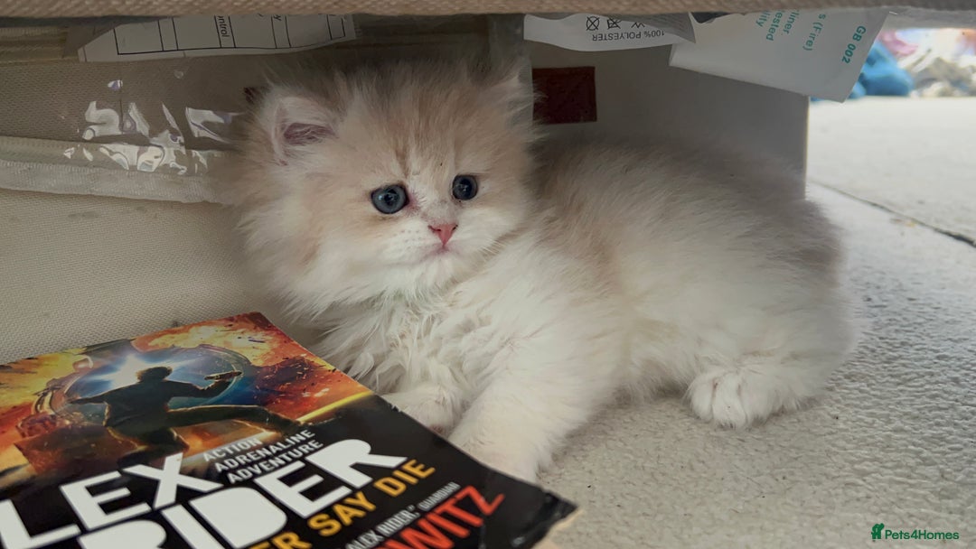 British Longhair cats for sale: Lilac golden shaded kittens (cy12) - Image 2