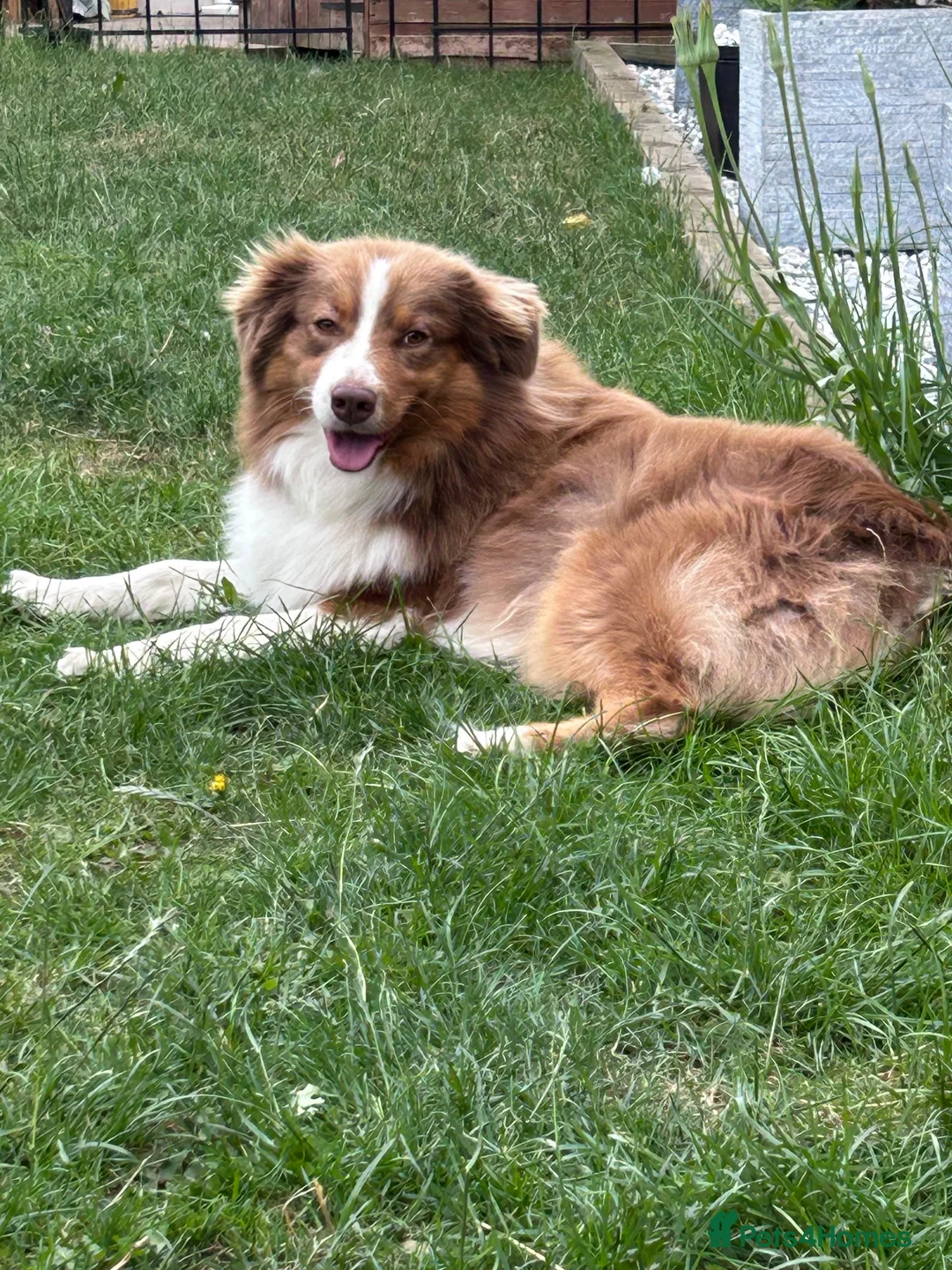 Australian Shepherd dogs for sale: STUNNING AUSTRALIAN SHEPHERD PUPPIES  - Advert 2