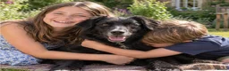 Mixed Breed dogs for sale: Border Collie x Golden Retriever Temperament Bred - Advert 3
