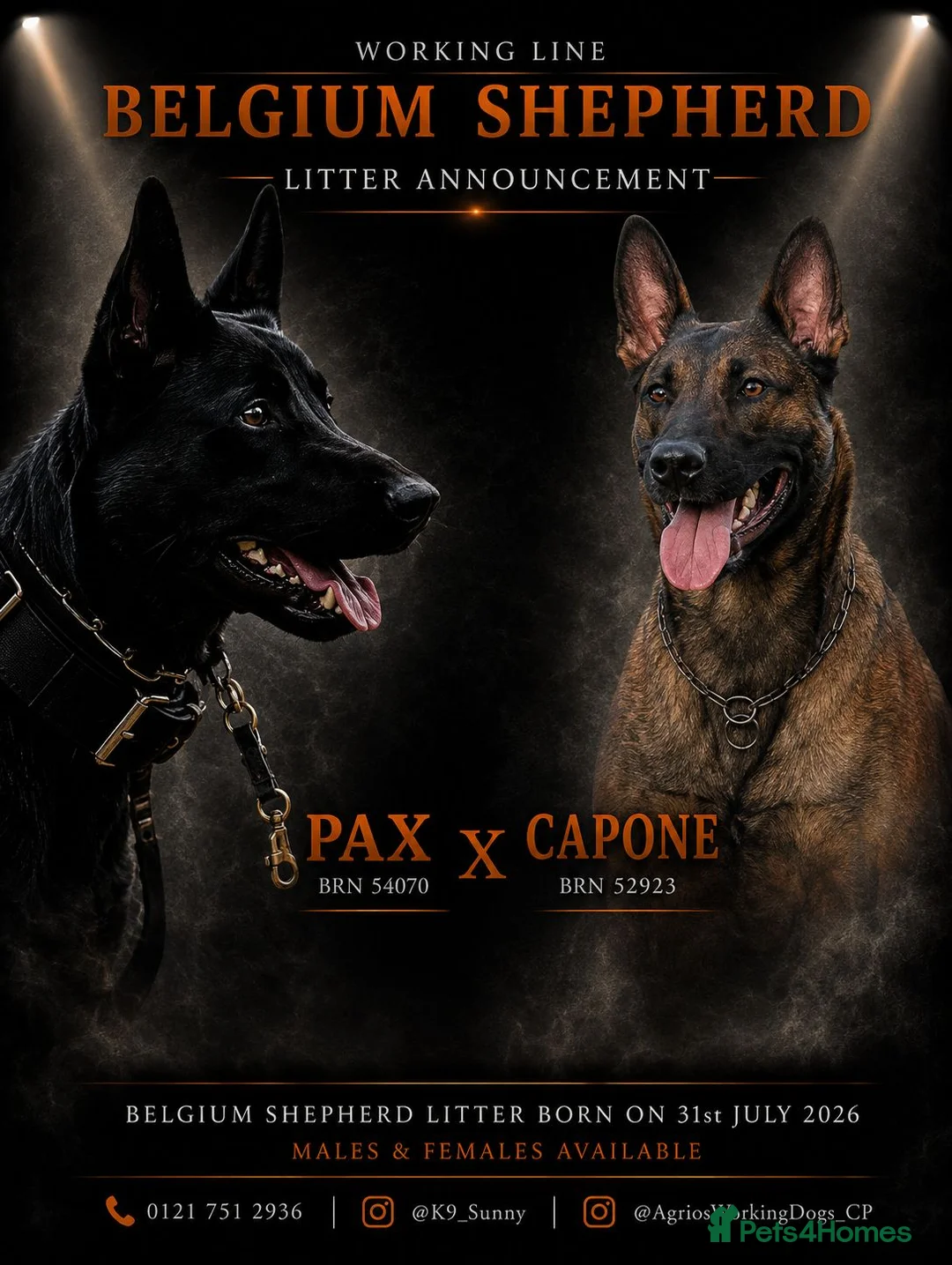 Belgian Shepherd Dog dogs for sale: Workingline belgian shepherds - Advert 1