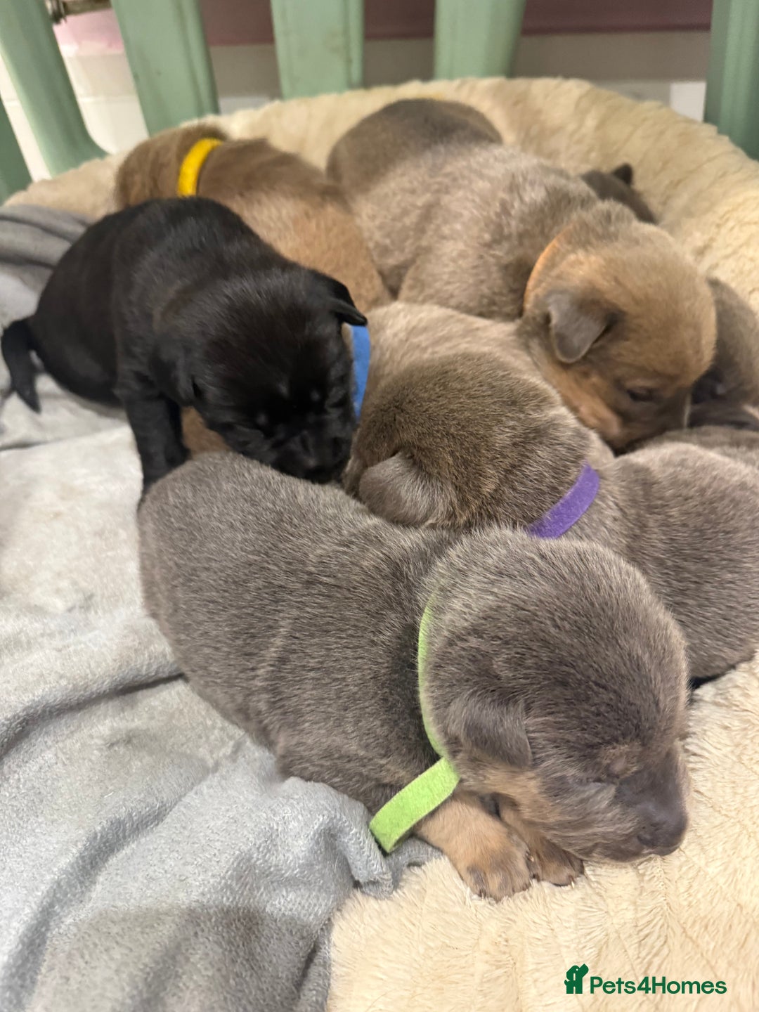 Mixed Breed dogs for sale: Sharpei puppies - Advert 6