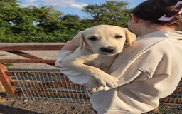 Labrador Retriever dogs for sale: Kc registered Labrador puppies  - Image 5