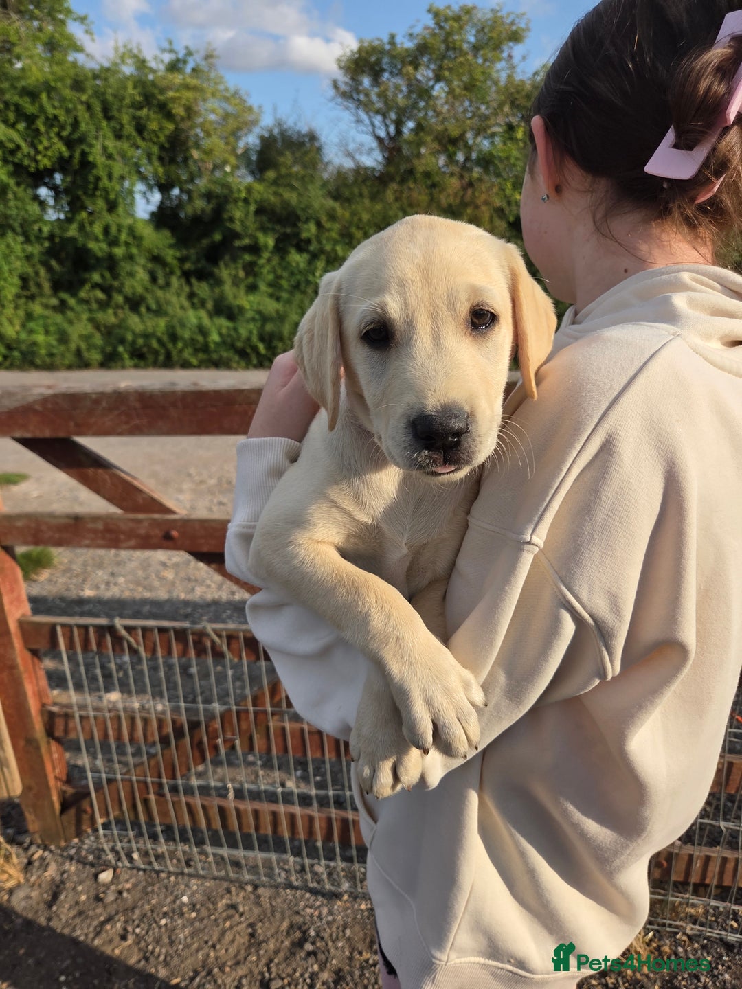 Labrador Retriever dogs for sale: Kc registered Labrador puppies  - Image 5