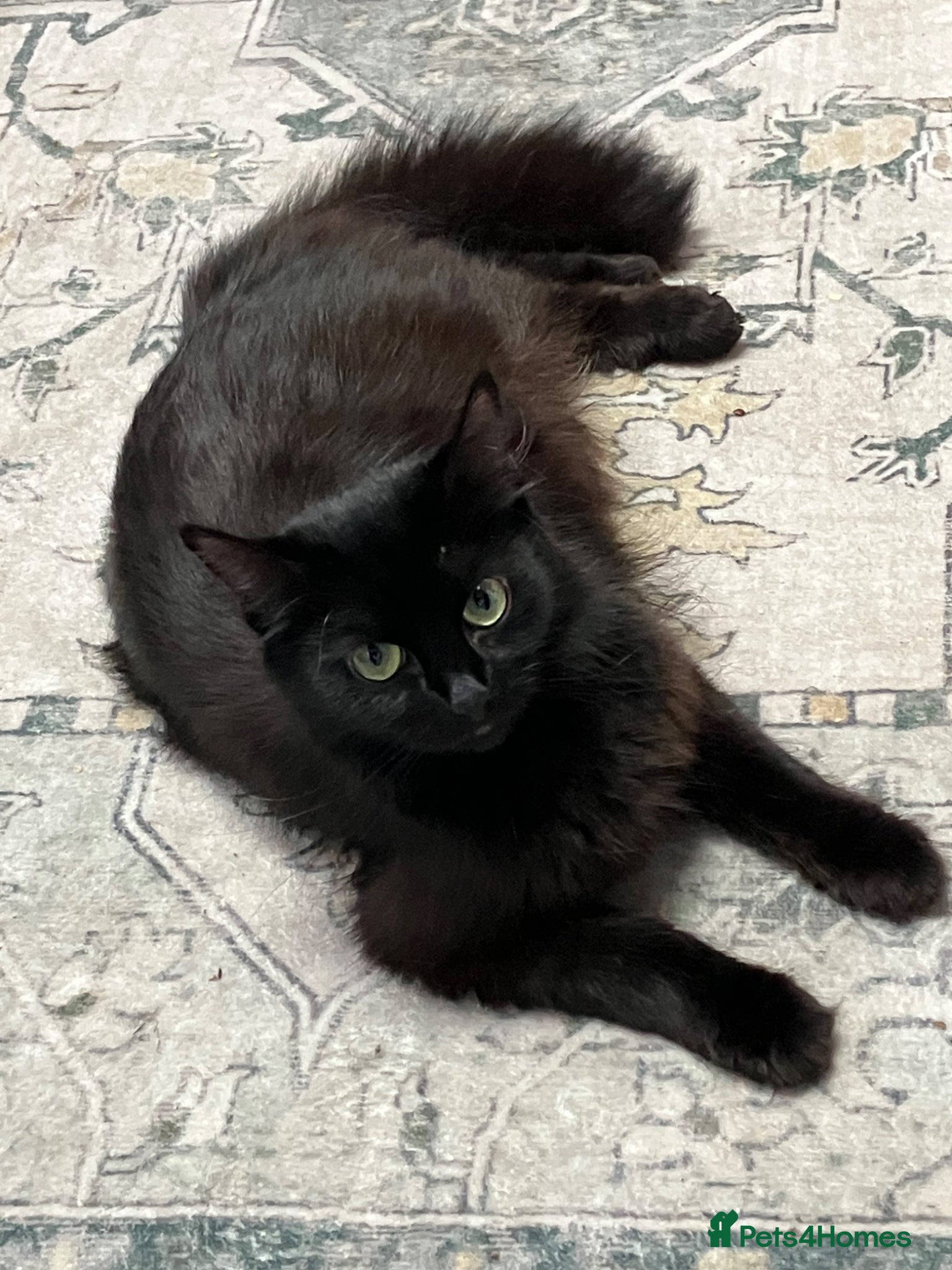 Mixed Breed cats Kittens for sale  - Advert 1