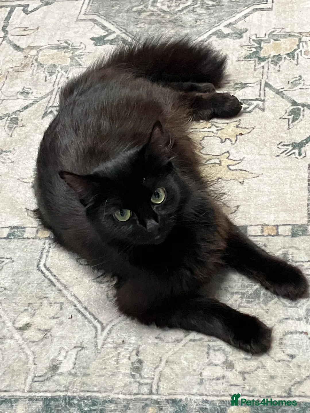 Mixed Breed cats for sale: Kittens for sale  in Blackpool - Advert 1