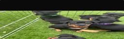 Jack Russell dogs for sale: Jack Russell Puppies - Advert 4