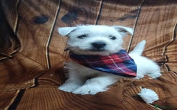 West Highland Terrier dogs for sale: Beautiful Westie Pups looking for forever homes 💞 - Image 6