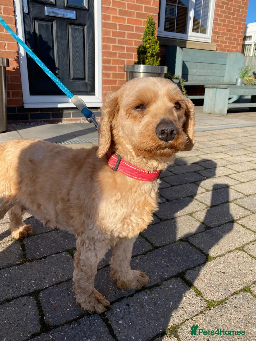 Cavapoo dogs for sale: A BEAUTIFUL LITTER OF CAVAPOO BABIES - Advert 1