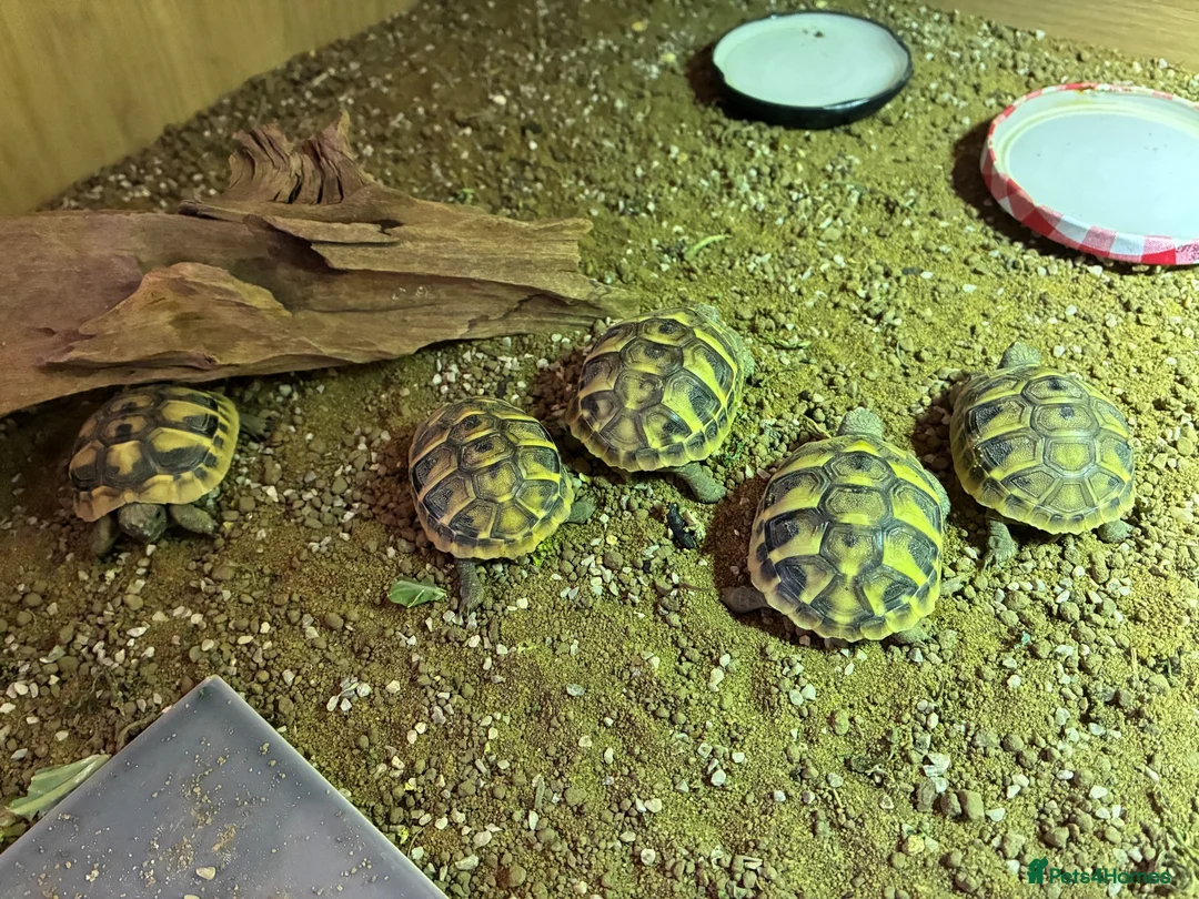 Tortoise reptiles for sale: Hermann Hatchlings  - Advert 2