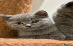 British Shorthair cats for sale: TICA Gorgeous chunky British Shorthair Male/Boy - Image 1