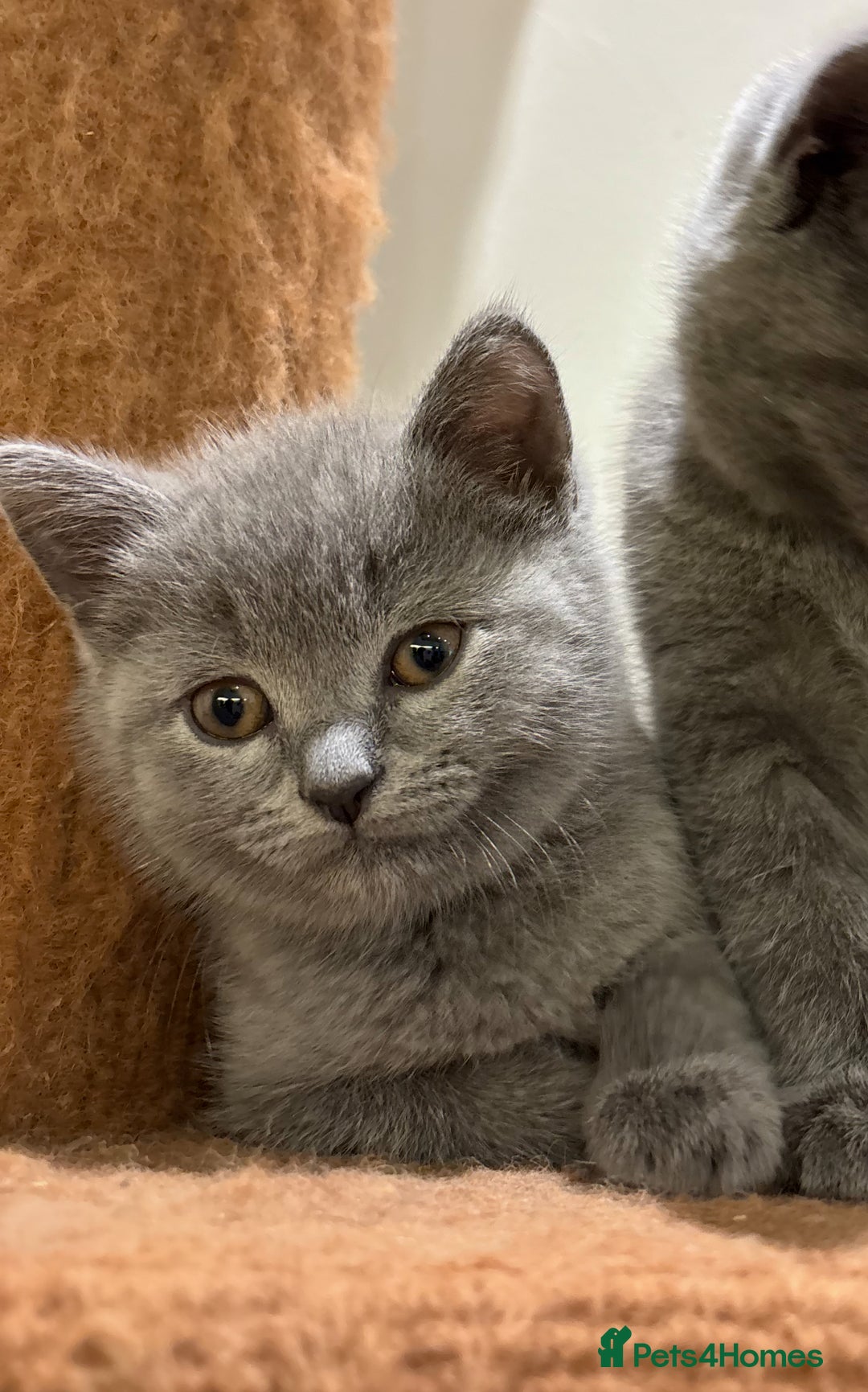 British Shorthair cats for sale: TICA Gorgeous chunky British Shorthair Male/Boy - Image 1