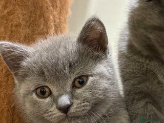 British Shorthair cats - Advert 22