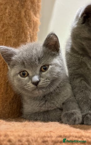 British Shorthair cats TICA Gorgeous chunky British Shorthair Male/Boy - Advert 16