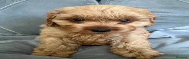 Cavapoo Puppy 4