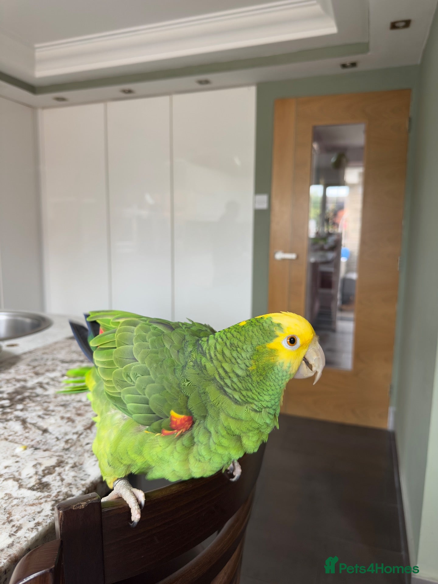 Parrots birds Double yellow crown Amazon  - Advert 1