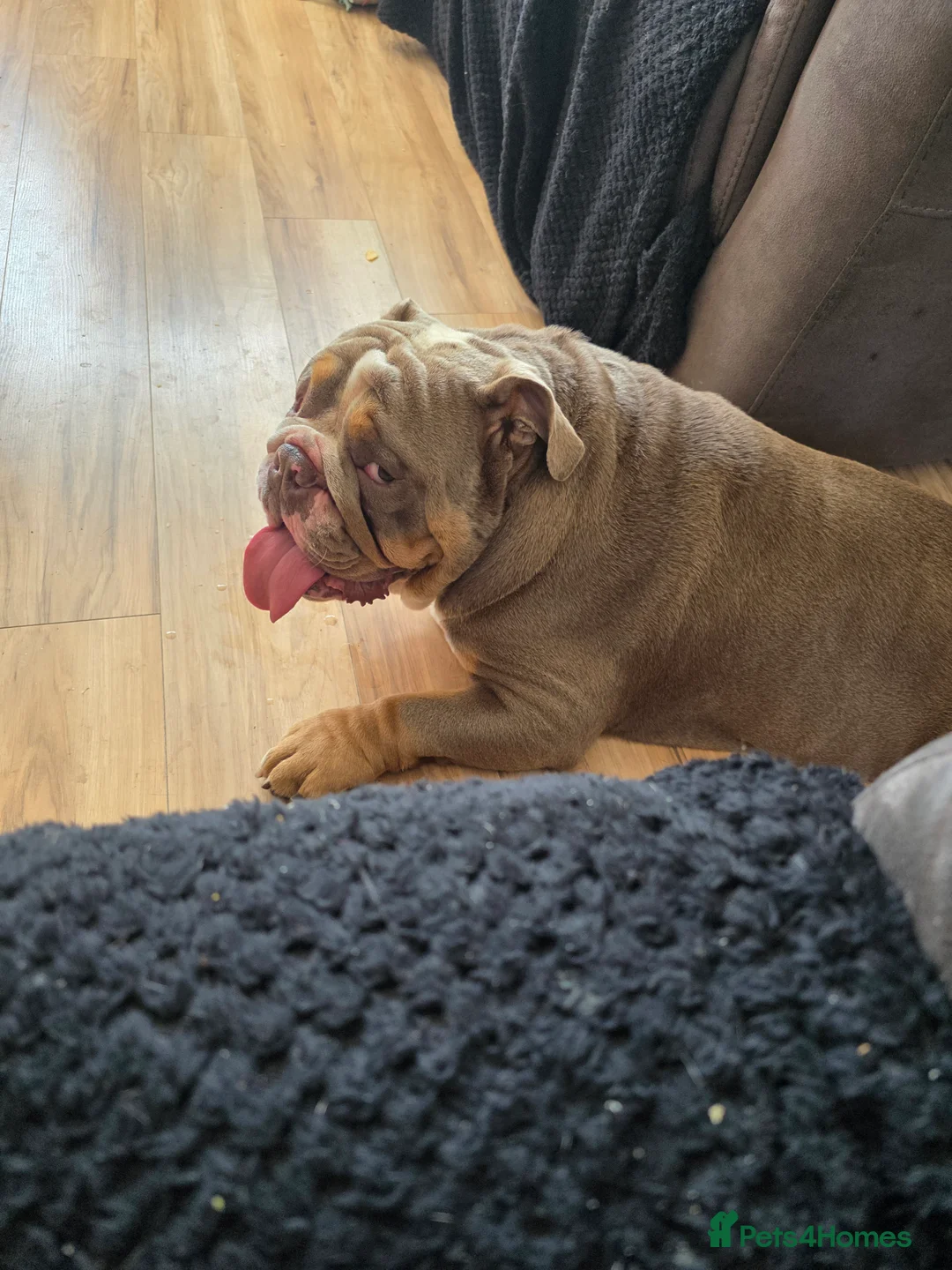 English Bulldog dogs for stud: Dahmer for stud - Advert 13