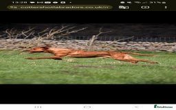 Labrador Retriever dogs for sale:  KC REG LABRADOR PICK OF LITTER AVAILABLE  in Preston - Image 14