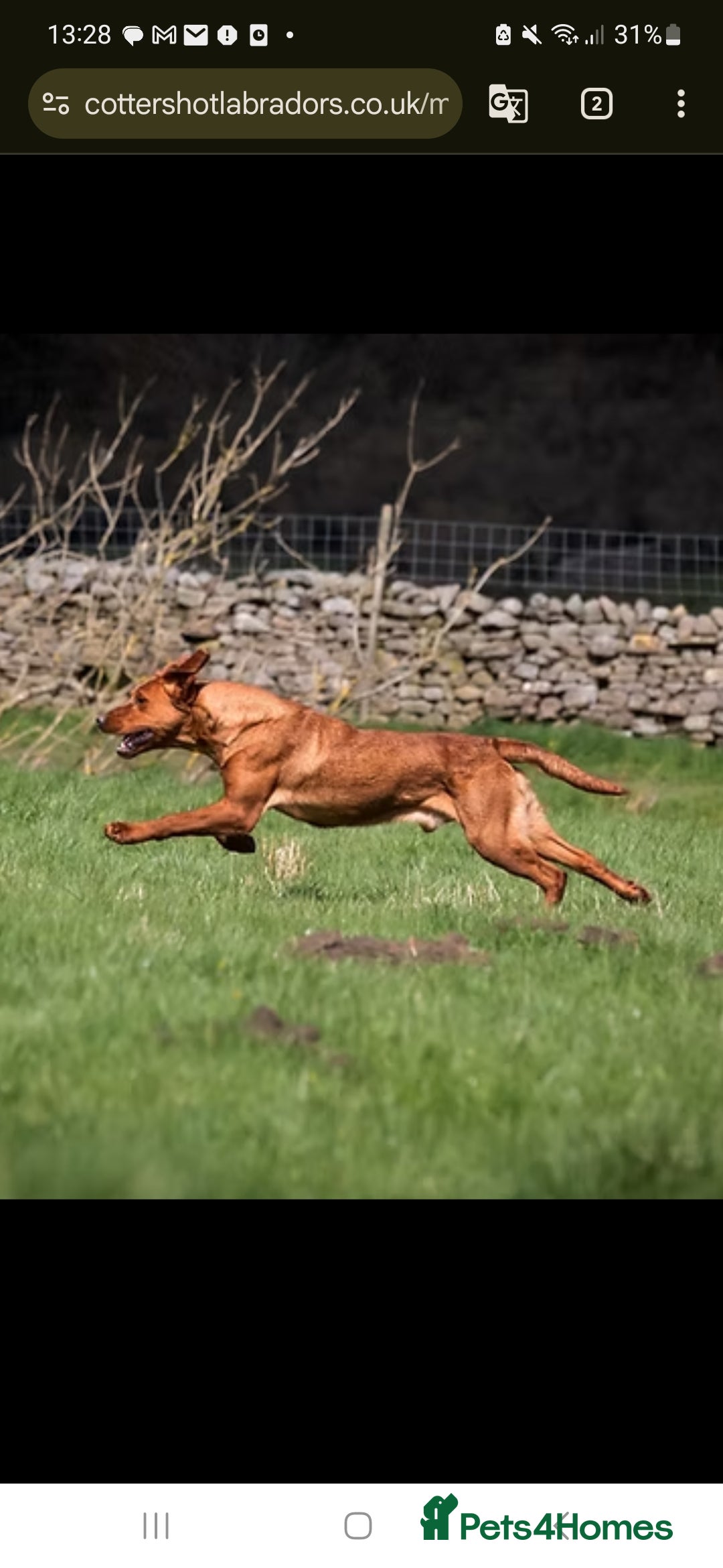 Labrador Retriever dogs for sale:  KC REG LABRADOR PICK OF LITTER AVAILABLE  in Preston - Image 14