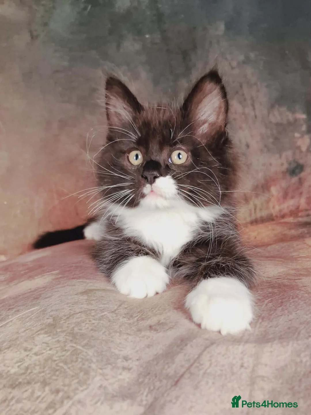 Maine Coon cats for sale: Beautiful TICA Registered Maine Coon Kittens - Advert 1