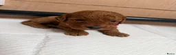 Cockapoo dogs for sale: F1b cockerpoo puppy’s  - Advert 7