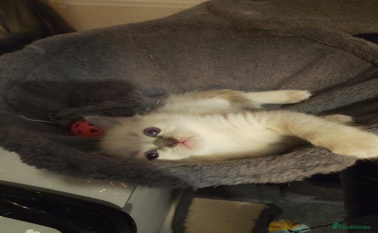 Ragdoll cats - Advert 14