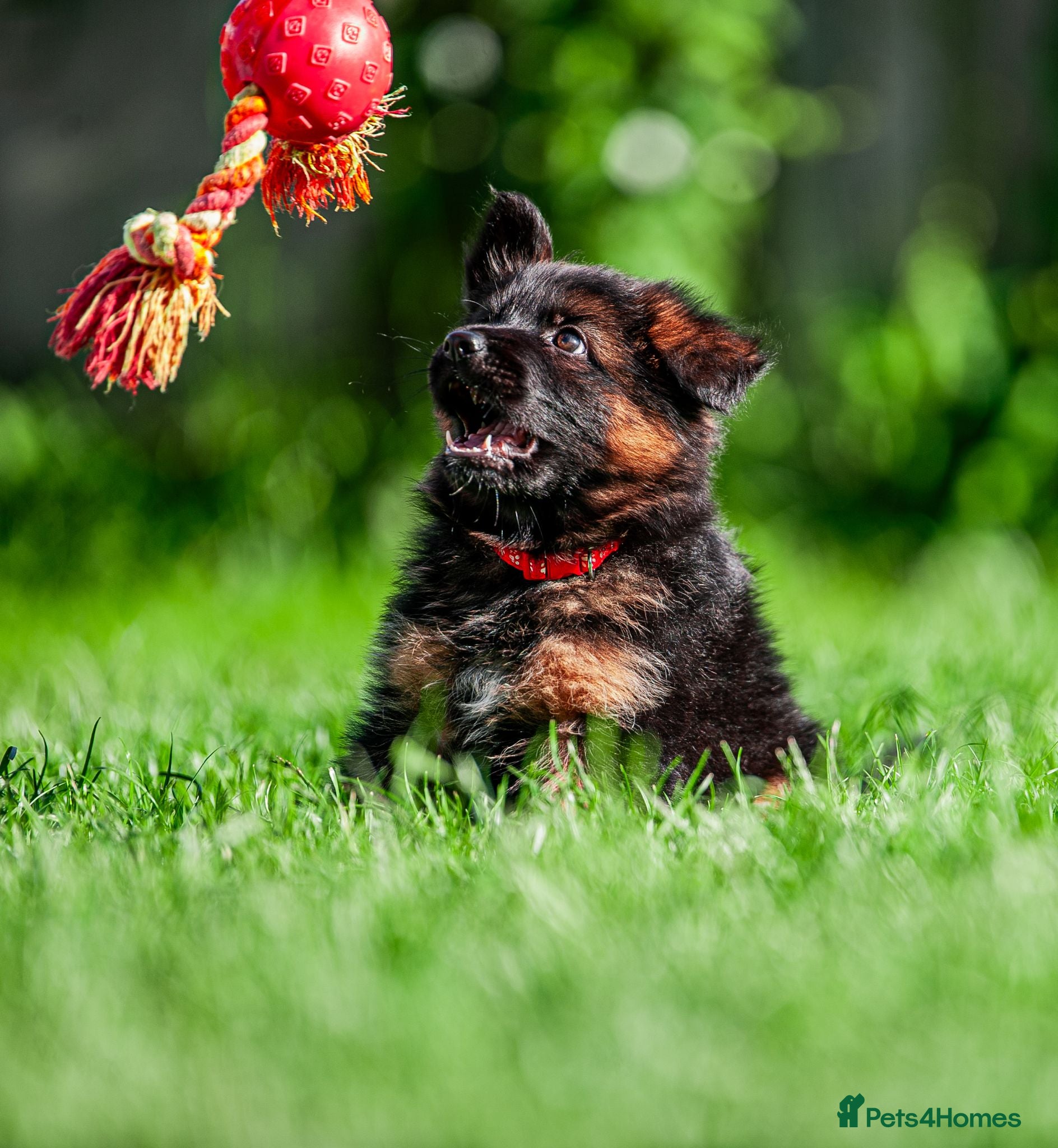 German Shepherd dogs ❤️🐾 Beautiful Long-Haired GSD Puppies🐾❤️ - Advert 1