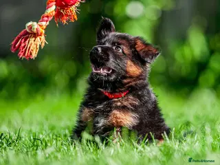 German Shepherd dogs ❤️🐾 Beautiful Long-Haired GSD Puppies🐾❤️ - Advert 1