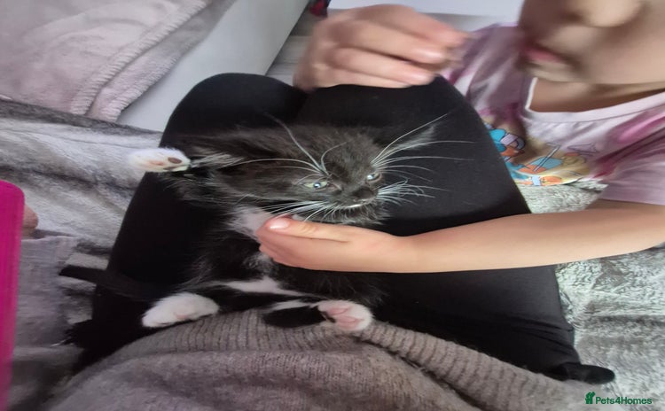 Mixed Breed cats - Advert 4