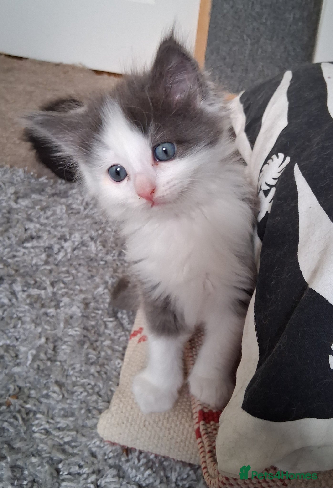 Mixed Breed cats for sale: Ragdoll X Kittens - Advert 7