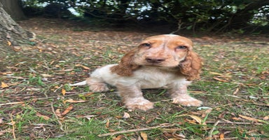 Cocker Spaniel dogs - Advert 13
