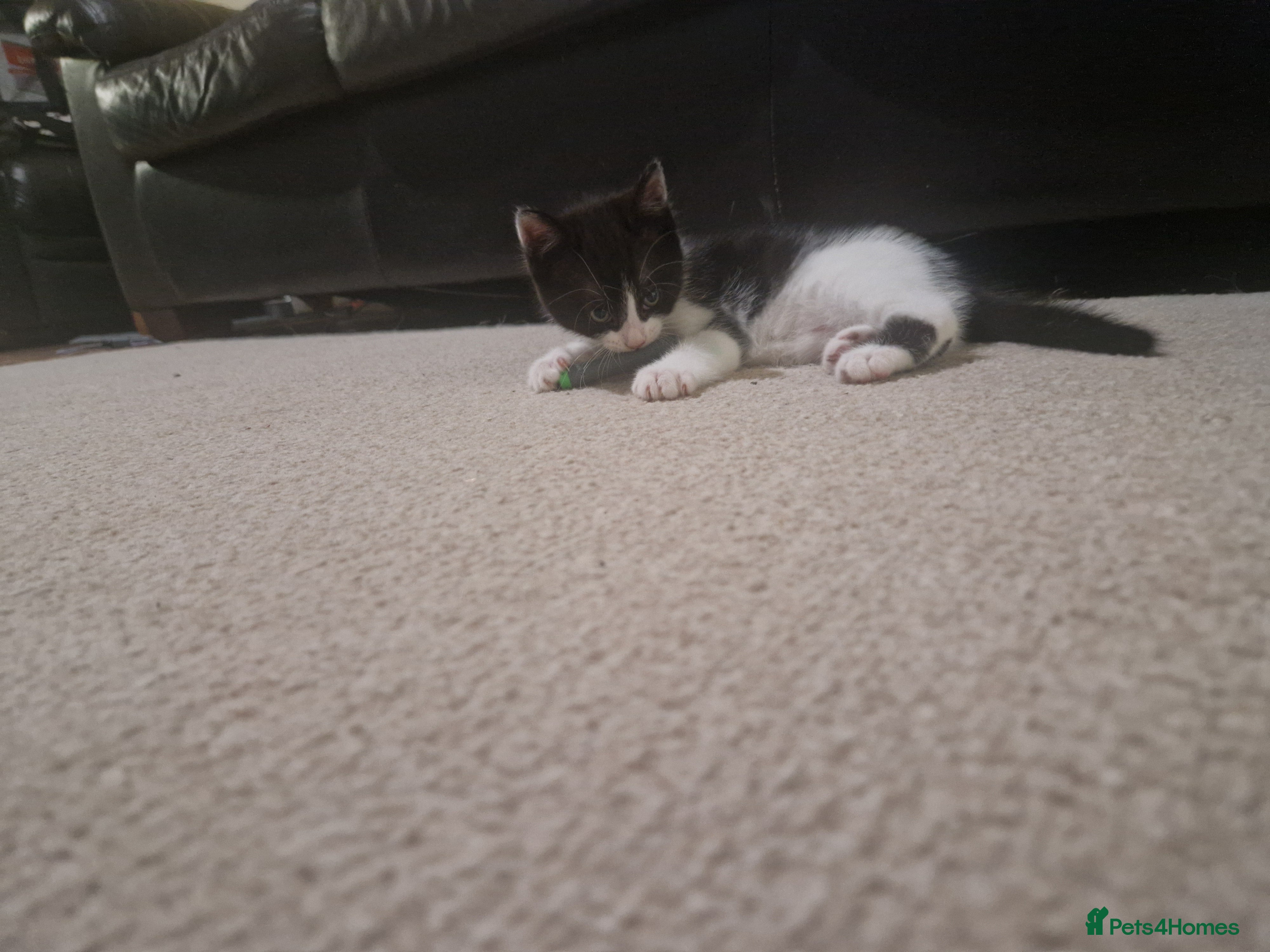 Mixed Breed cats for sale: 4 kitten  - Advert 12