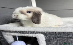 Mini Lop rabbits for sale: Stunning mini lops  - Image 13