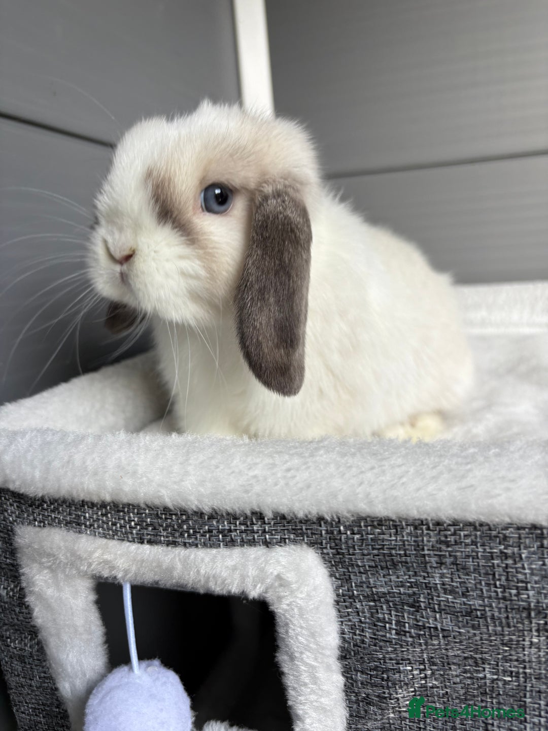 Mini Lop rabbits for sale: Stunning mini lops  - Image 13