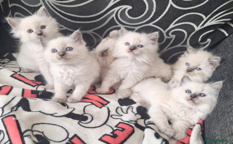 Ragdoll cats - Advert 1