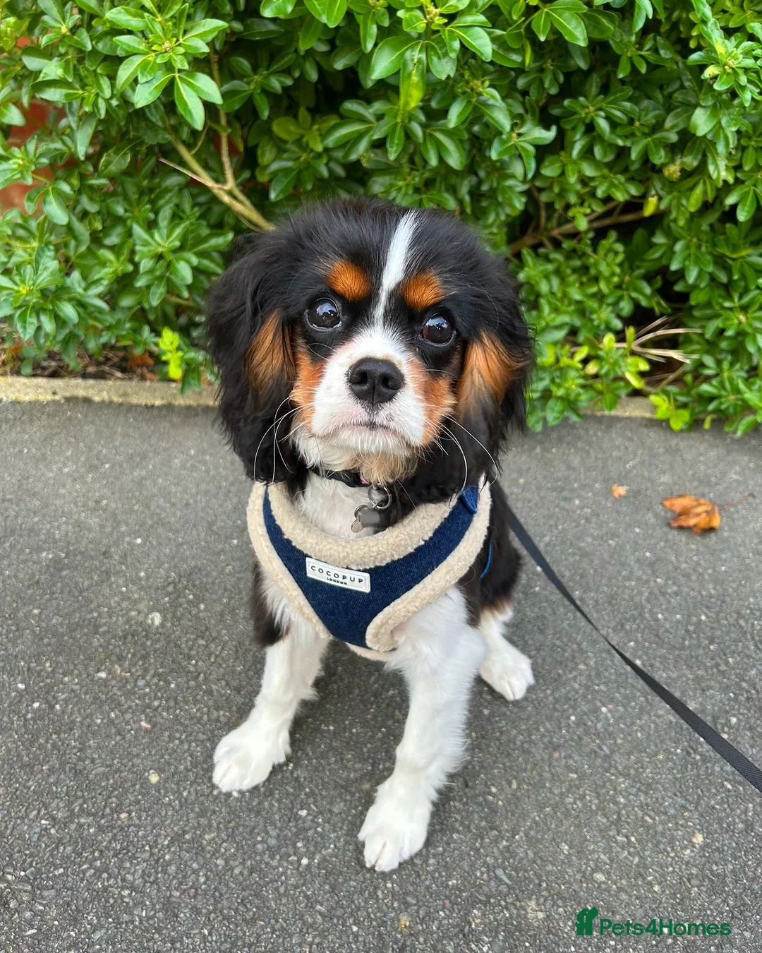 Gallery Image {{count}}