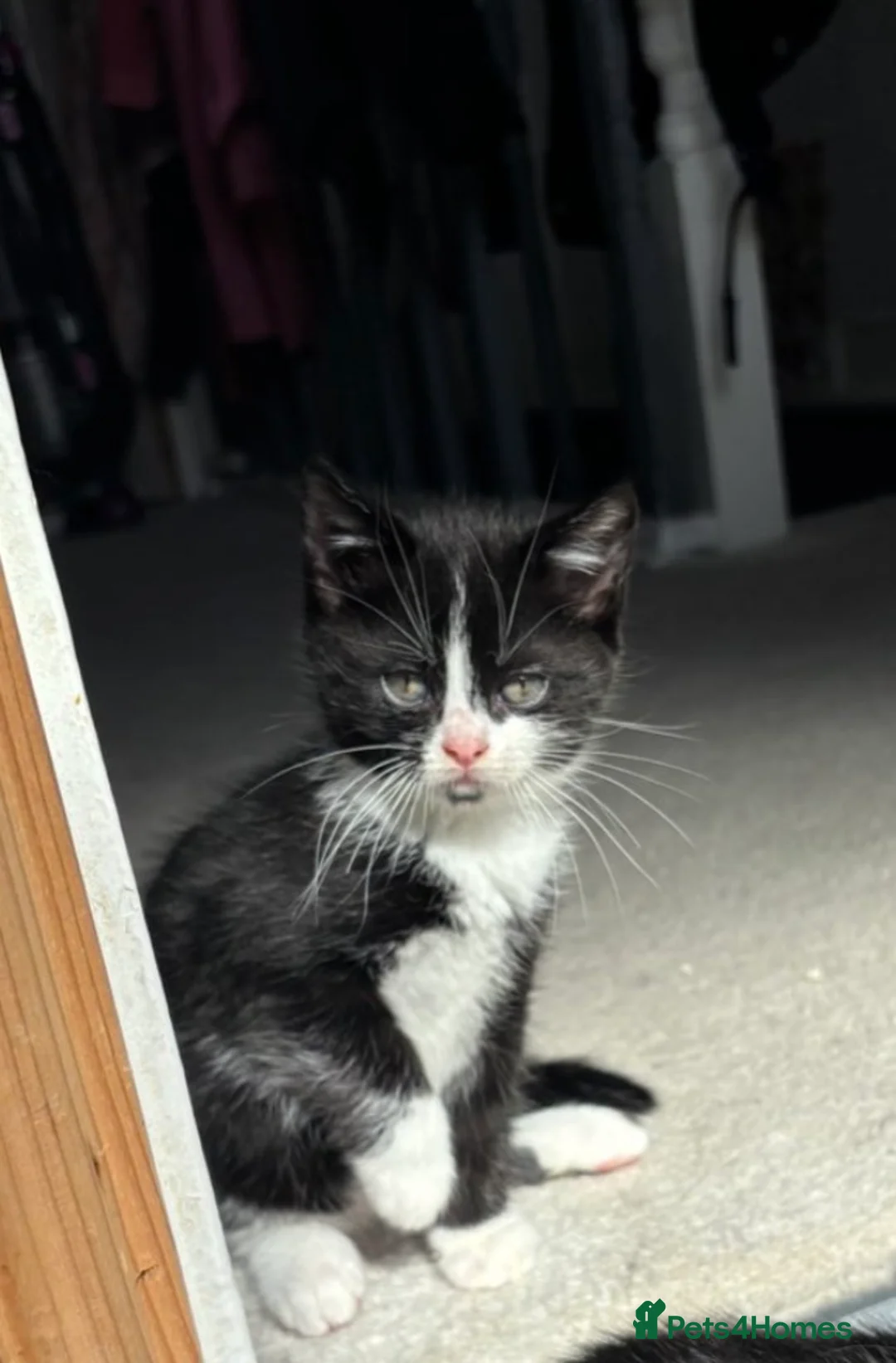 Siamese cats for sale: Siamese x Maine Coon Ready for Loving Homes 🐾 - Advert 18