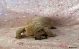 Mini Lop rabbits for sale: Pure Breed Mini Lop baby bunnies ready 1st Aug - Image 17
