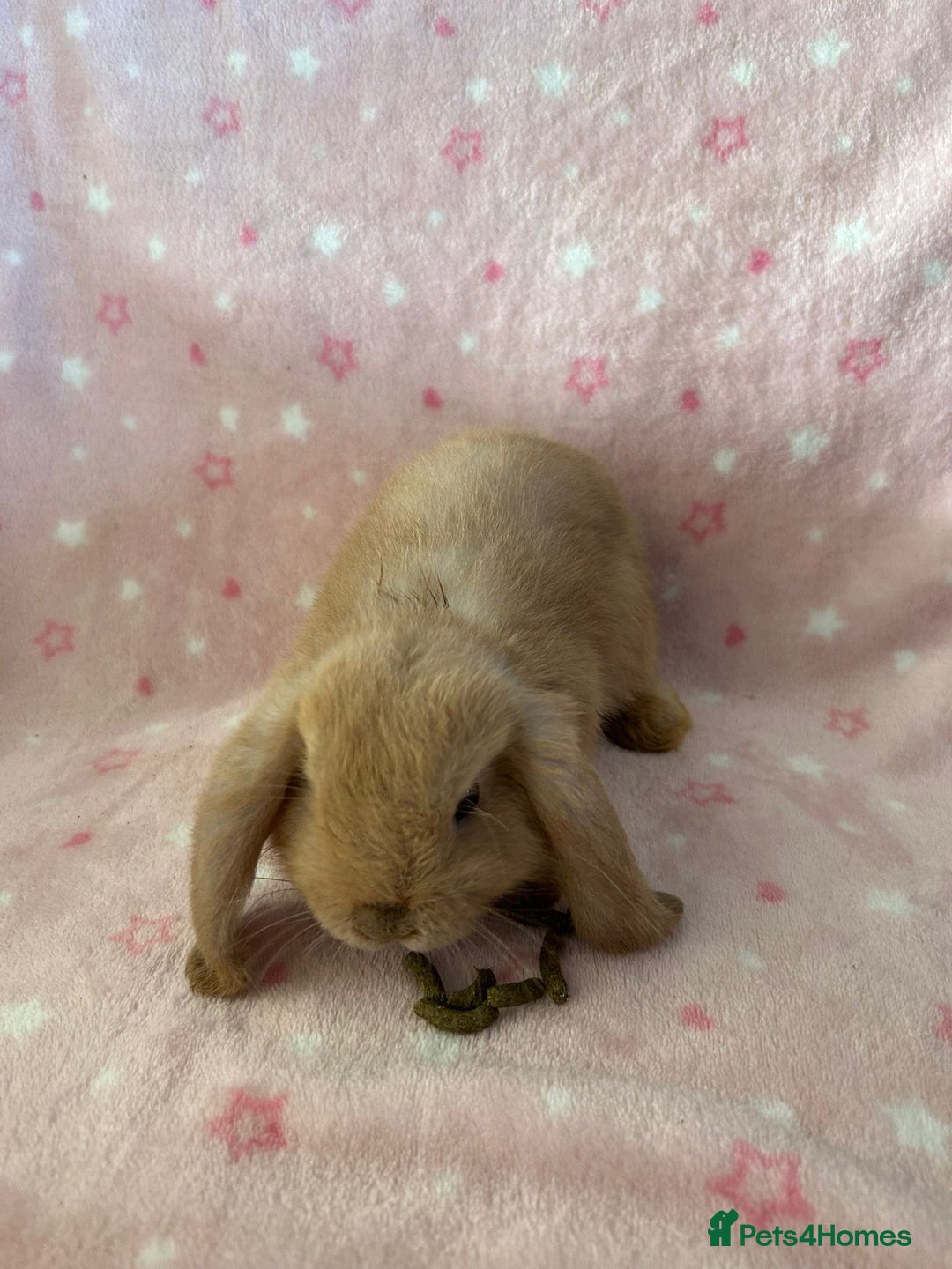 Mini Lop rabbits for sale: Pure Breed Mini Lop baby bunnies ready 1st Aug - Image 17