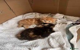 British Longhair cats for sale: Long hair fluffy kittens ginger male available  - Image 1