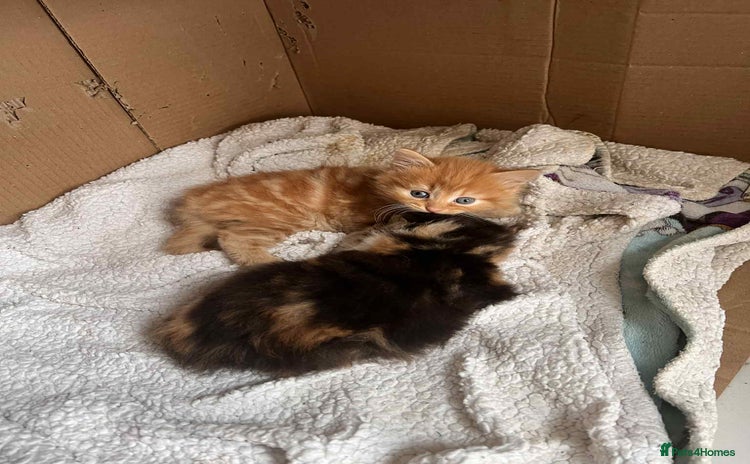 British Longhair cats - Advert 1