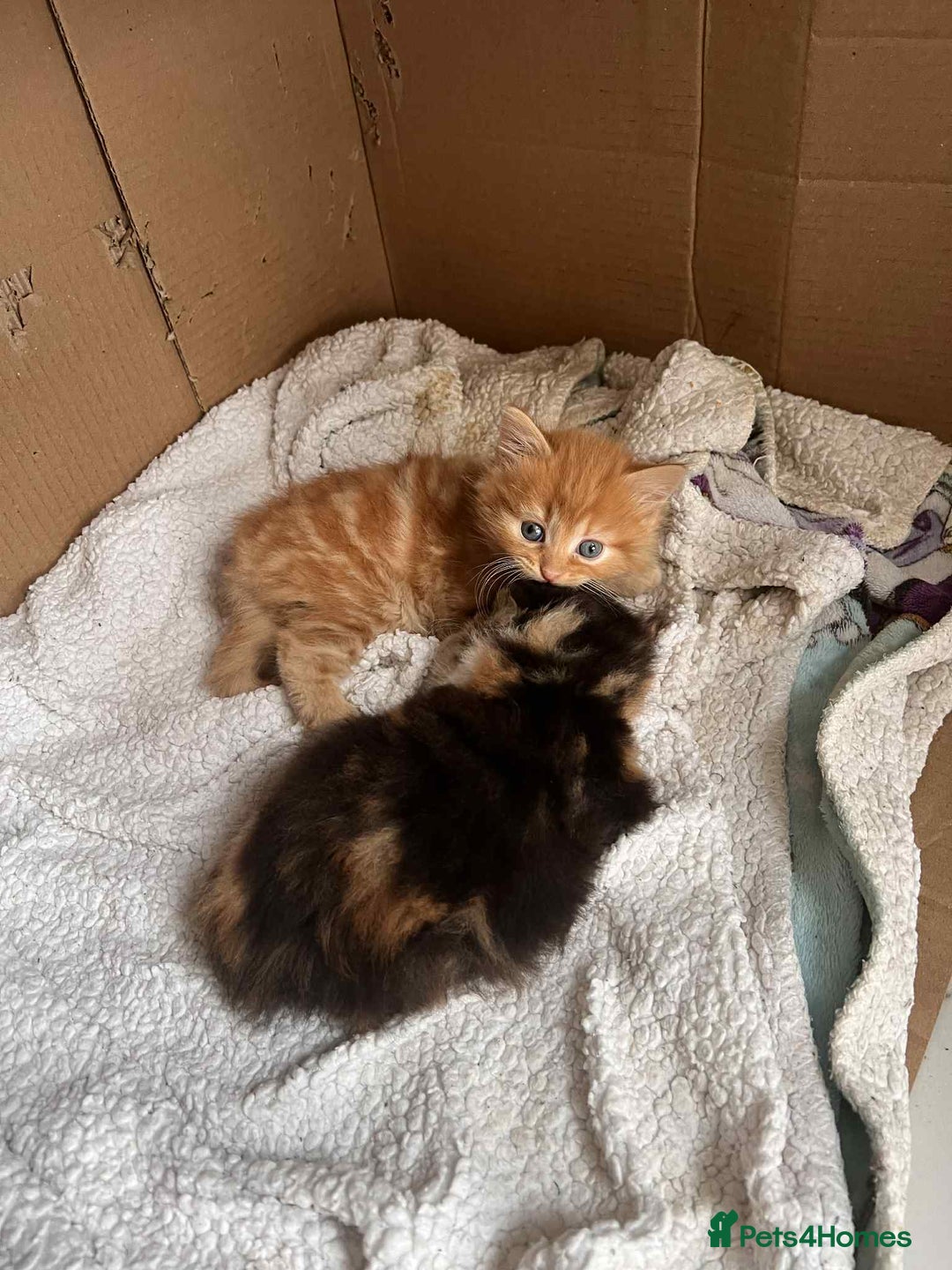 British Longhair cats for sale: Long hair fluffy kittens ginger male available  - Image 1