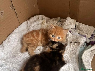 British Longhair cats - Advert 1