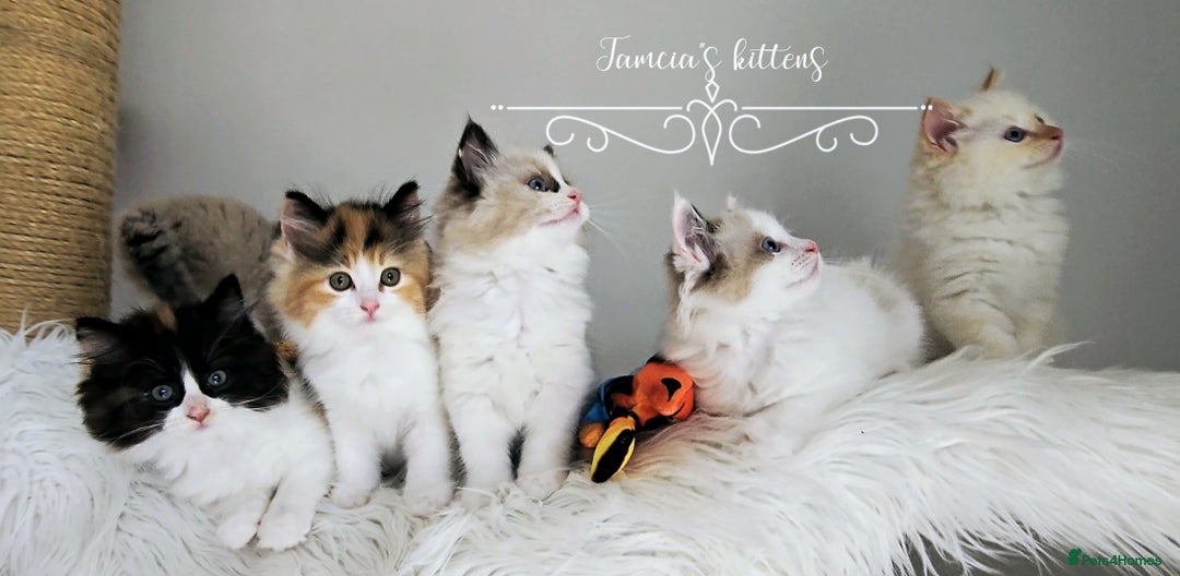 Ragdoll cats for sale: BEAUTIFUL CROSS RAGDOLL/PERSIAN 😻😻😻😻 - Image 20
