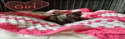 Mixed Breed cats for sale: Kittens adorable  - Advert 9