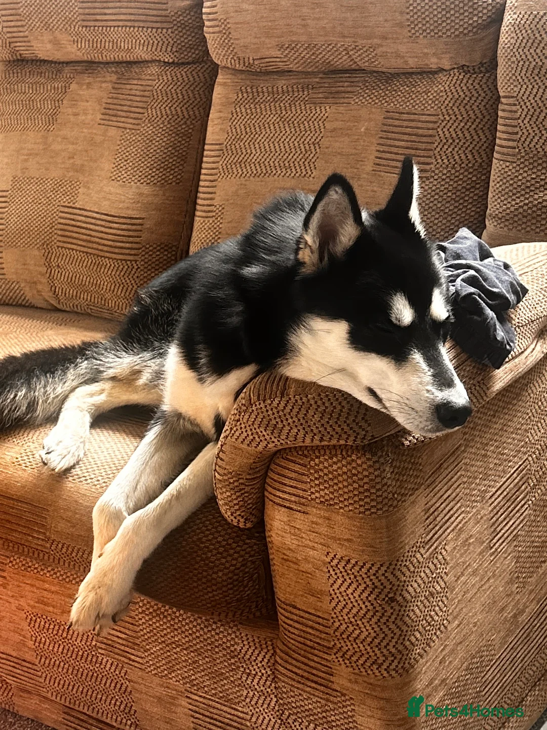 Siberian Husky dogs for stud: My beautiful husky  - Advert 2