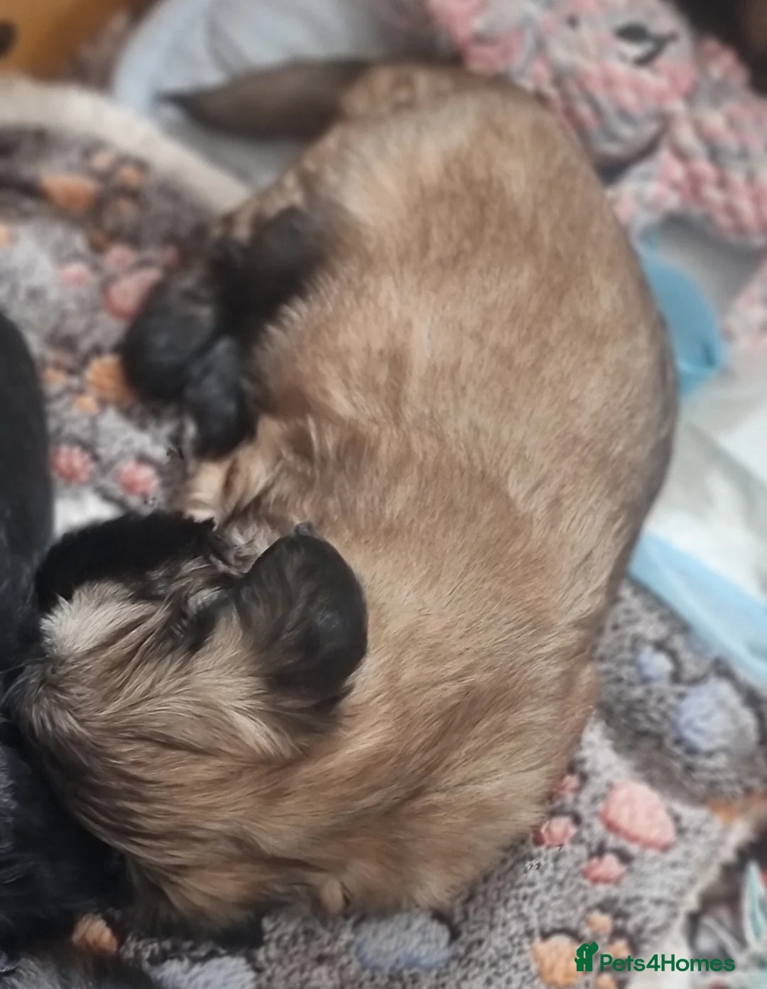 Shih Tzu dogs for sale: Pupies for sold. - Advert 2