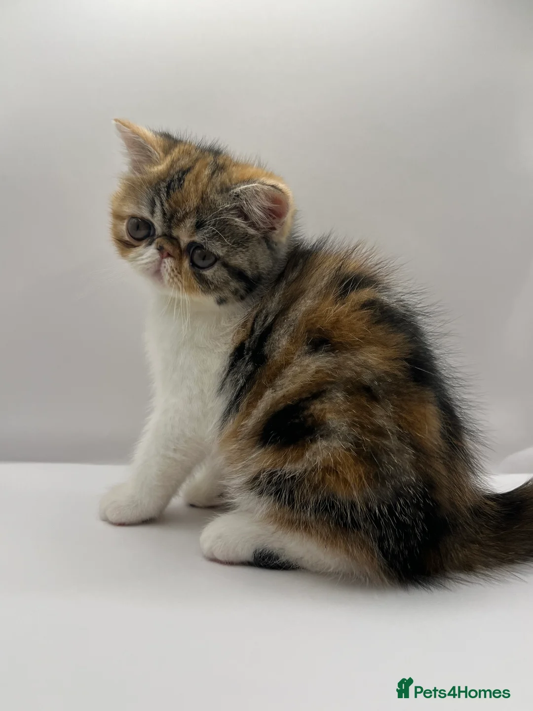 Exotic cats for sale: Exotic kittens  - Advert 4