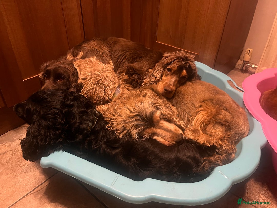 Cocker Spaniel dogs for sale: Beautiful KC Show Cocker girl DNA tested  - Image 7