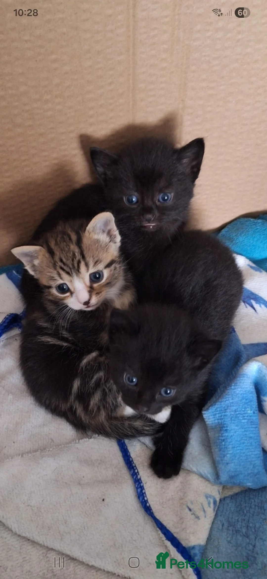 Mixed Breed cats for sale: Last Gorgeous Girl Available Due to Cancellation in ELY - Advert 1