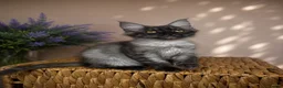 Maine Coon cats for sale: Pedigree Maine Coon Kittens 🌺 Champion Bloodlines - Advert 6